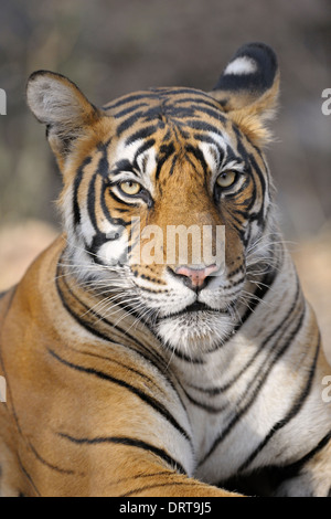 Bengal Tiger (Panthera Tigris Tigris) Porträt. Stockfoto