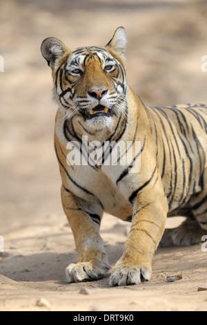 Bengal-Tiger (Panthera Tigris Tigris) stalking. Stockfoto