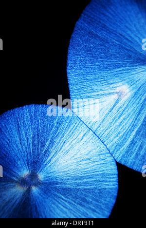 Mikrokristalle von Ascorbinsäure bei polarisiertem Licht Stockfoto