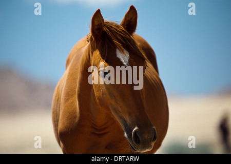 Wildpferd Augen Fotograf hautnah auf namibische Wüste in Afrika Stockfoto