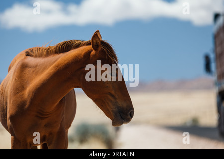 Seitenansicht des wilden Pferdekopf auf namibische Wüste hautnah Stockfoto