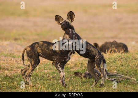 Afrikanischer Wildhund Welpen (LYKAON Pictus) im Spiel Stockfoto