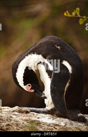 Afrikanischer Pinguin, Spheniscus demersus, Preening Feathers on Rock Stockfoto