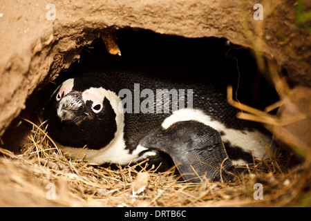 Der afrikanische Pinguin Spheniscus demersus sitzt auf Eiern im Nest on Beach in Südafrika Stockfoto