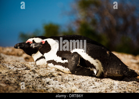 Afrikanischer Pinguin Spheniscus demersus beim Sonnenbaden am Felsen in der Pinguinkolonie Boulder Beach Stockfoto