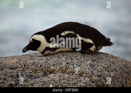 Nahaufnahme des erwachsenen afrikanischen Pinguins Spheniscus demersus auf Rock in Boulder Bay, SA Stockfoto