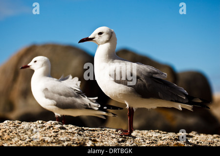 Zwei schlanke Möwen, Larus genei, beobachten den Ozean Stockfoto