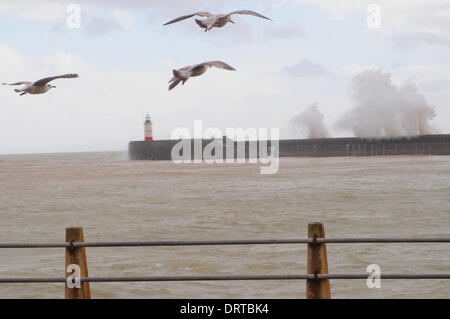 Newhaven, East Sussex, UK. 1. Februar 2014. Möwen kämpfen den Sturm wie "Wellenlinien" Absturz über den Westarm in Newhaven auf der Sussex Küste Kredit: David Burr/Alamy Live News Stockfoto