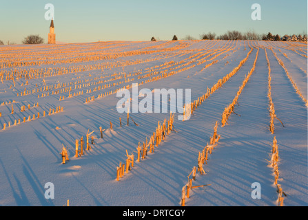 Mais-Stoppeln durch Schnee in einem Feld mit einem Kirchturm im Hintergrund. Stockfoto