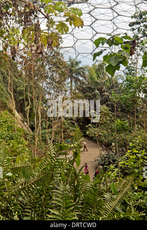 Ein Blick ins Innere der tropischen Biome von Eden Project, St Blazey, Cornwall, Großbritannien. Stockfoto