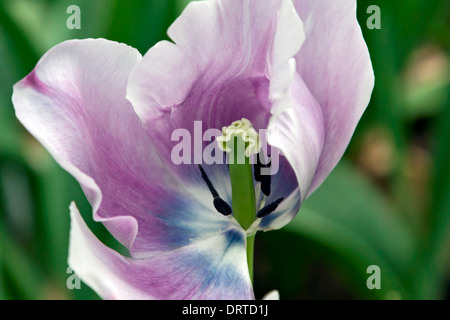 Nahaufnahme einer lila Tulpe in der äußeren Biome von Eden Project, St Blazey, Grafschaft Cornwall, England, Großbritannien, UK. Stockfoto