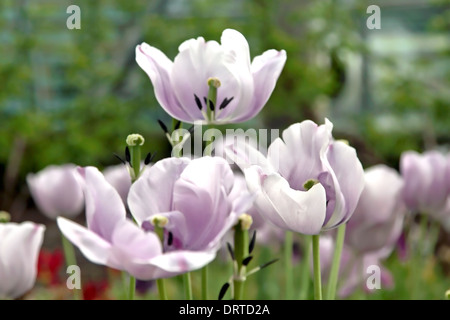 Violette Tulpen in den äußeren Biom das Eden Project, St Blazey, Cornwall, Großbritannien. Stockfoto