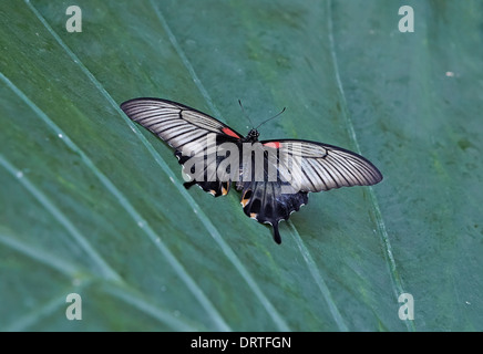 Asiatische Schwalbenschwanz oder große gelbe Mormone Schmetterling Papilio Lowi aus der Familie der Papilionidae Dorsal oder freie Sicht Stockfoto