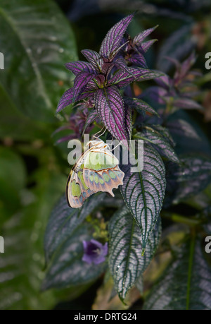 Malachit Schmetterling Siproeta Stelenes Ventral oder geschlossen Ansicht Nymphalidae Familie aus Mittel- und Südamerika Stockfoto