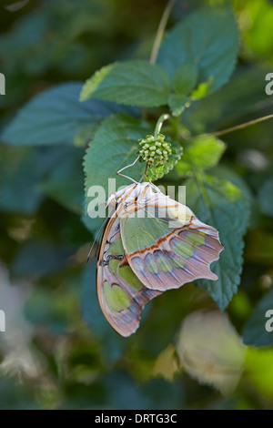 Malachit Schmetterling Siproeta Stelenes Ventral oder geschlossen Ansicht Nymphalidae Familie aus Mittel- und Südamerika Stockfoto