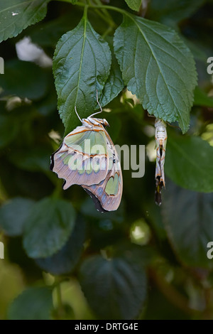 Malachit Schmetterling Siproeta Stelenes Ventral oder geschlossen Ansicht Nymphalidae Familie aus Mittel- und Südamerika Stockfoto