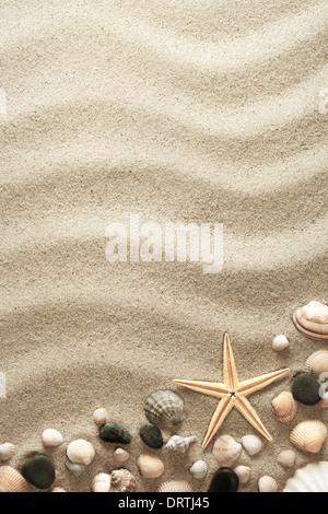 Sandy-Hintergrund mit Muscheln und Seesternen. Sommer-Konzept. Ansicht von oben Stockfoto