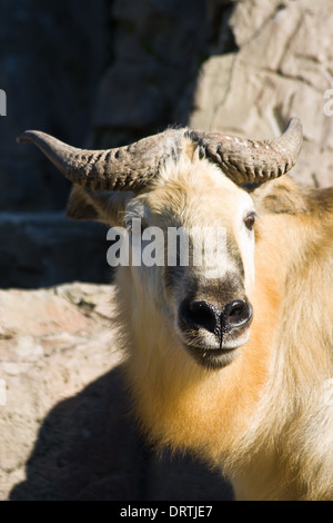 Tibetische Takin oder Sichuantakin Ziege-Antilope, Leben in den Wäldern des Himalaya. Der Takin ist nationales Symbol von Bhutan Stockfoto