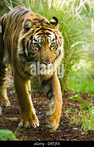 Asiatische Tiger herumlaufen an sonnigen Morgen Stockfoto