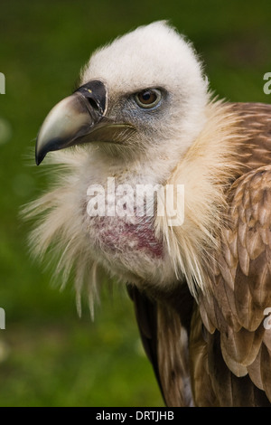 Porträt von Gänsegeiern sitzen und auf der Suche Stockfoto