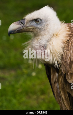 Porträt von Gänsegeiern in Seitenansicht Winkel Stockfoto