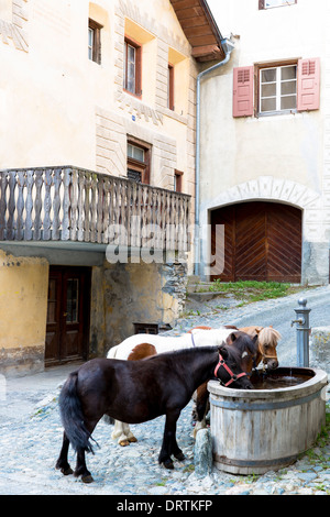 Ponys-Getränk aus Wasser-Trog im Engadin Dorf Ardez, Schweiz Stockfoto