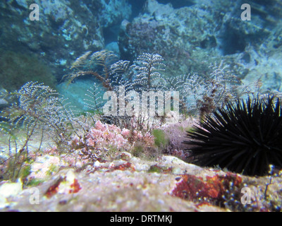 eine Unterwasserlandschaft mit Seeigel und marine vegetation Stockfoto