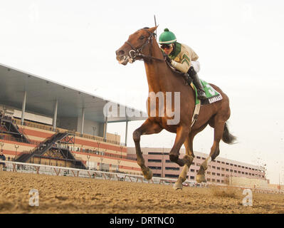 Ozone Park, New York, USA. 1. Februar 2014. Samraat, geritten Jose Ortiz, gewinnt den Widerrist Einsätzen an Aqueduct Race Track in Ozone Park, New York am 1. Februar 2014. Bildnachweis: Scott Serio/Eclipse/ZUMAPRESS.com/Alamy Live-Nachrichten Stockfoto