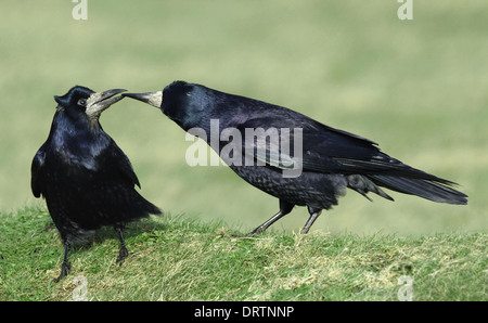 Rook Corvus frugilegus Stockfoto