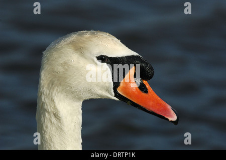 Höckerschwan Cygnus Olor - männlich Stockfoto