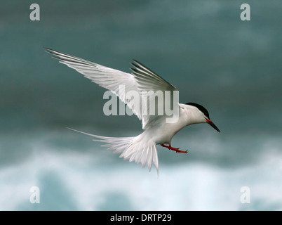 Rosigen Tern - Sterna dougallii Stockfoto