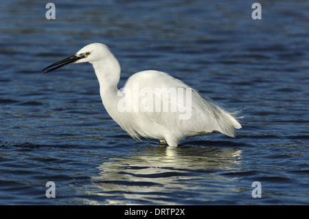 Kleiner Reiher Egretta garzetta Stockfoto