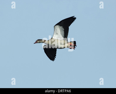 Ägyptische Gans Alopochen aegyptiacus Stockfoto