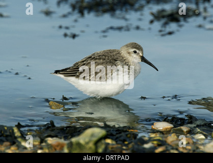 Alpenstrandläufer Calidris alpina Stockfoto