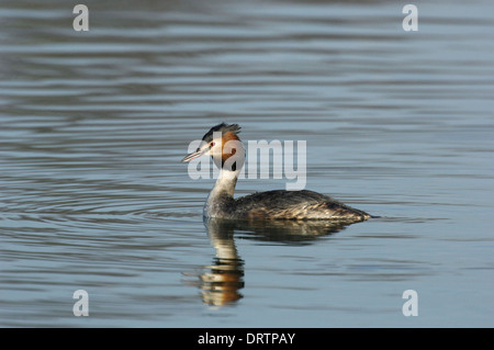 Great Crested Grebe Podiceps cristatus Stockfoto