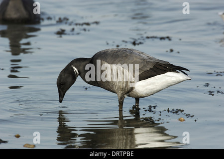 Brent Goose, dunkel-bellied Rennen Branta bernicla Stockfoto