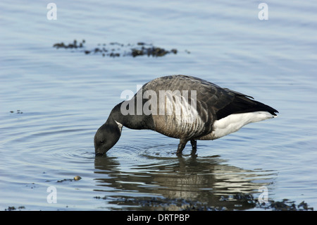 Brent Goose, dunkel-bellied Rennen Branta bernicla Stockfoto