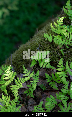 Leichte grüne Farn wächst am Rand einer Klippe Stockfoto