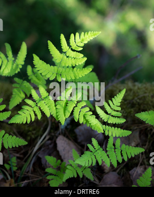 Leichte grüne Farn wächst am Rand einer Klippe Stockfoto