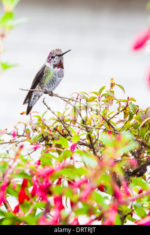 Annas Hummingbird, Calypte Anna, hocken auf eine Blüte Fuchsia Anlage in Point Arena Cove in Point Arena, Kalifornien. Stockfoto