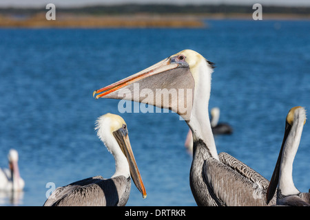 Braune Pelikane, Pelecanus Occidentalis, Angeln in der Nähe von Rockport, Texas. Stockfoto