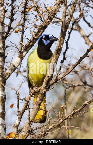 Green Jay, Cyanocorax yncas, auf Javelina-Martin Ranch und Refugium, McAllen, Texas. Stockfoto