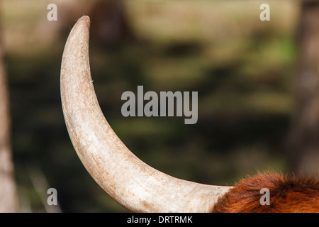 Horn von Longhorn Steer auf Nueces Canyon Ranch in der Nähe von Brenham, Texas Stockfoto