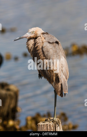 Rötlicher Reiher, Egretta ufescens, auf verlassenen Pier auf der Bolivar-Halbinsel, Bolivar, Texas. Stockfoto