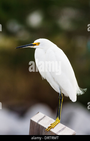 Snowy Reiher, Egretta unaufger, im St. Andrews State Park in Panama City Beach an der Golfküste von Florida. Stockfoto