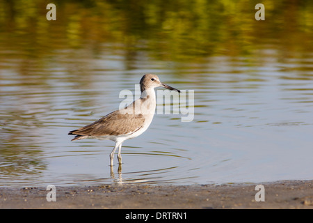 Willet, Catoptrophorus semipalmatus, Angeln auf der Halbinsel Bolivar, Texas. Stockfoto