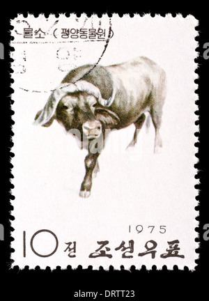 Briefmarke aus Nordkorea Darstellung ein afrikanischer Büffel aus dem Zoo von Pyongyang. Stockfoto