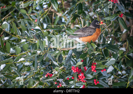 Ein orangefarbener amerikanischer Robin genießt an einem verschneiten Wintertag in der Nähe von Atlanta, Georgia, ein Holy-Beere-Fest. (USA) Stockfoto