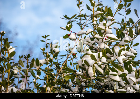 Holly-Zweige mit roten Beeren und Schnee an einem knackigen Wintermorgen in der Nähe von Atlanta, Georgia. (USA) Stockfoto