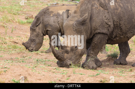 Weißes Nashorn mit Kalb Beweidung nach Schlammschlacht Stockfoto